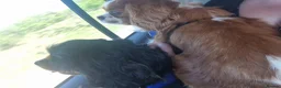Cavalier King Charles Spaniel dogs for sale: X2 caviler king charles brothers - Advert 12