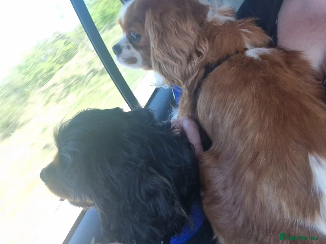 Cavalier King Charles Spaniel dogs for sale: X2 caviler king charles brothers - Advert 12