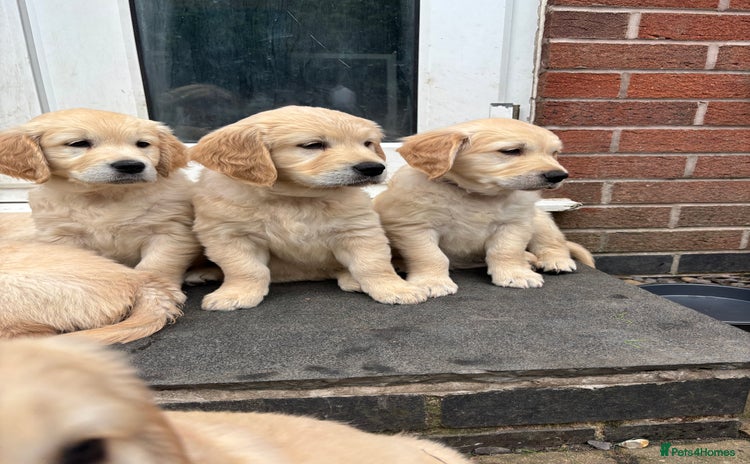 Golden Retriever dogs - Advert 4