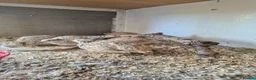 Quail poultry for sale: POL Italian Quail - Advert 3