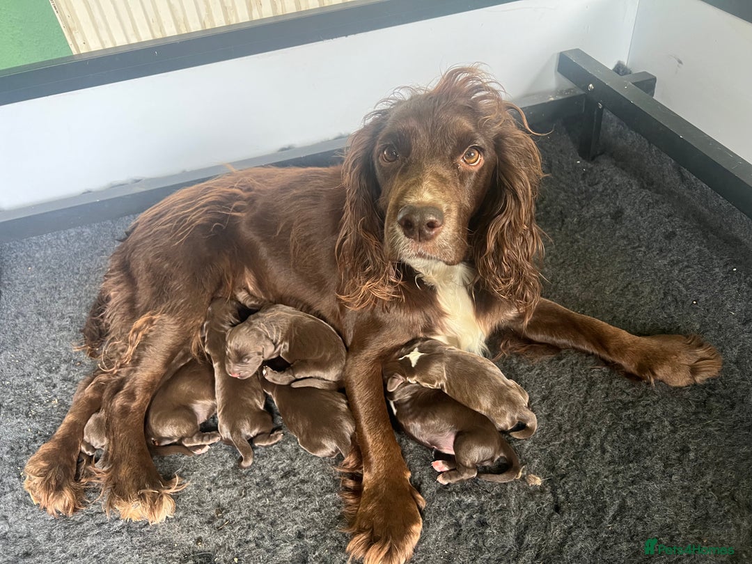 Cocker Spaniel dogs for sale: Working Cocker Spaniel Puppies - Image 3