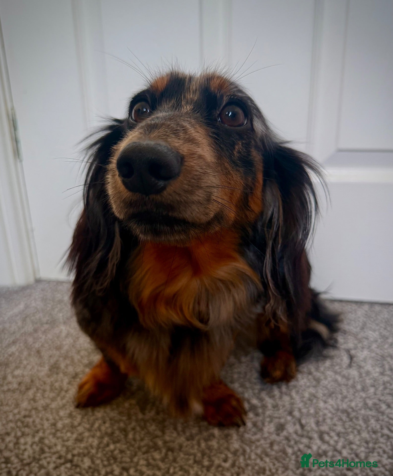 Miniature Dachshund dogs for sale: Miniature dachshund puppies  - Advert 6