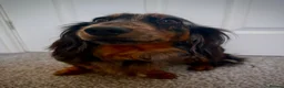 Miniature Dachshund dogs for sale: Miniature dachshund puppies  - Advert 1
