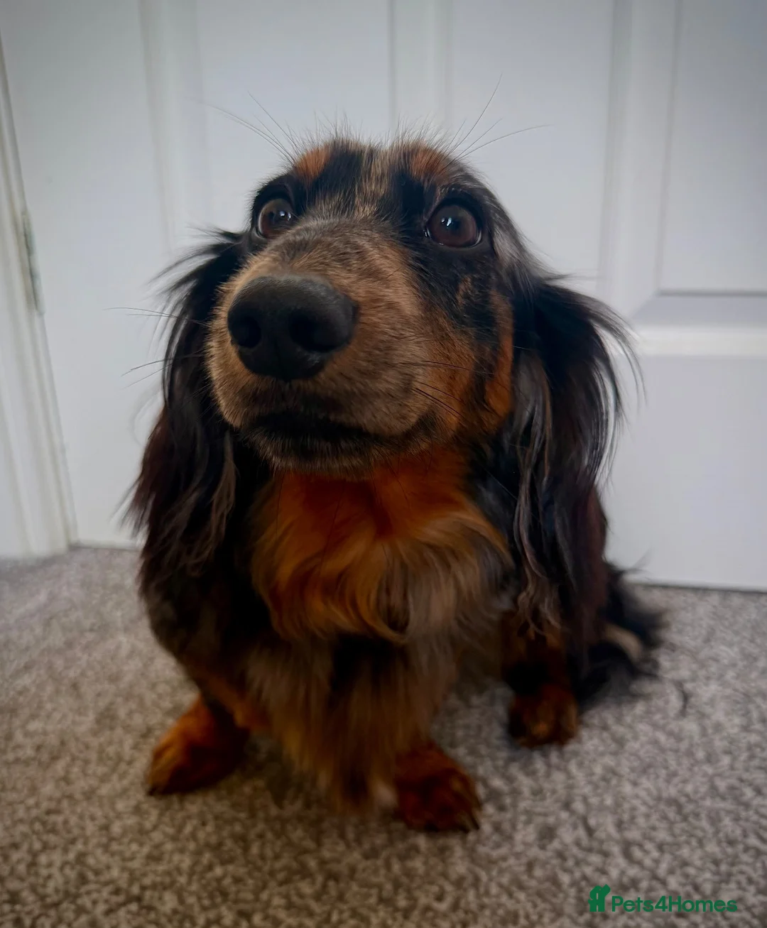 Miniature Dachshund dogs for sale: Miniature dachshund puppies  - Advert 1