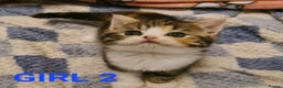 Persian cats for sale: Beautiful Persian X BSH Kittens  - Advert 22