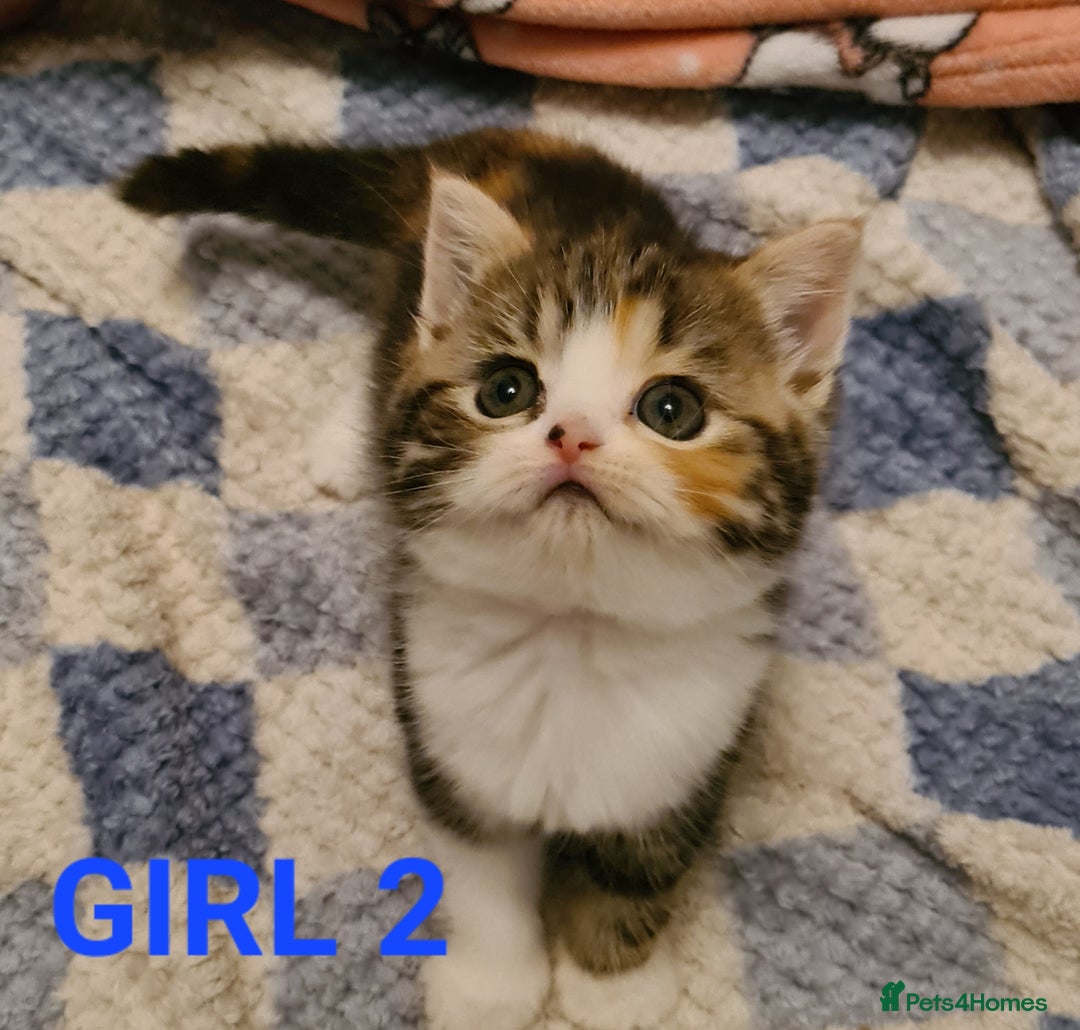 Persian cats for sale: Beautiful Persian X BSH Kittens  - Image 22