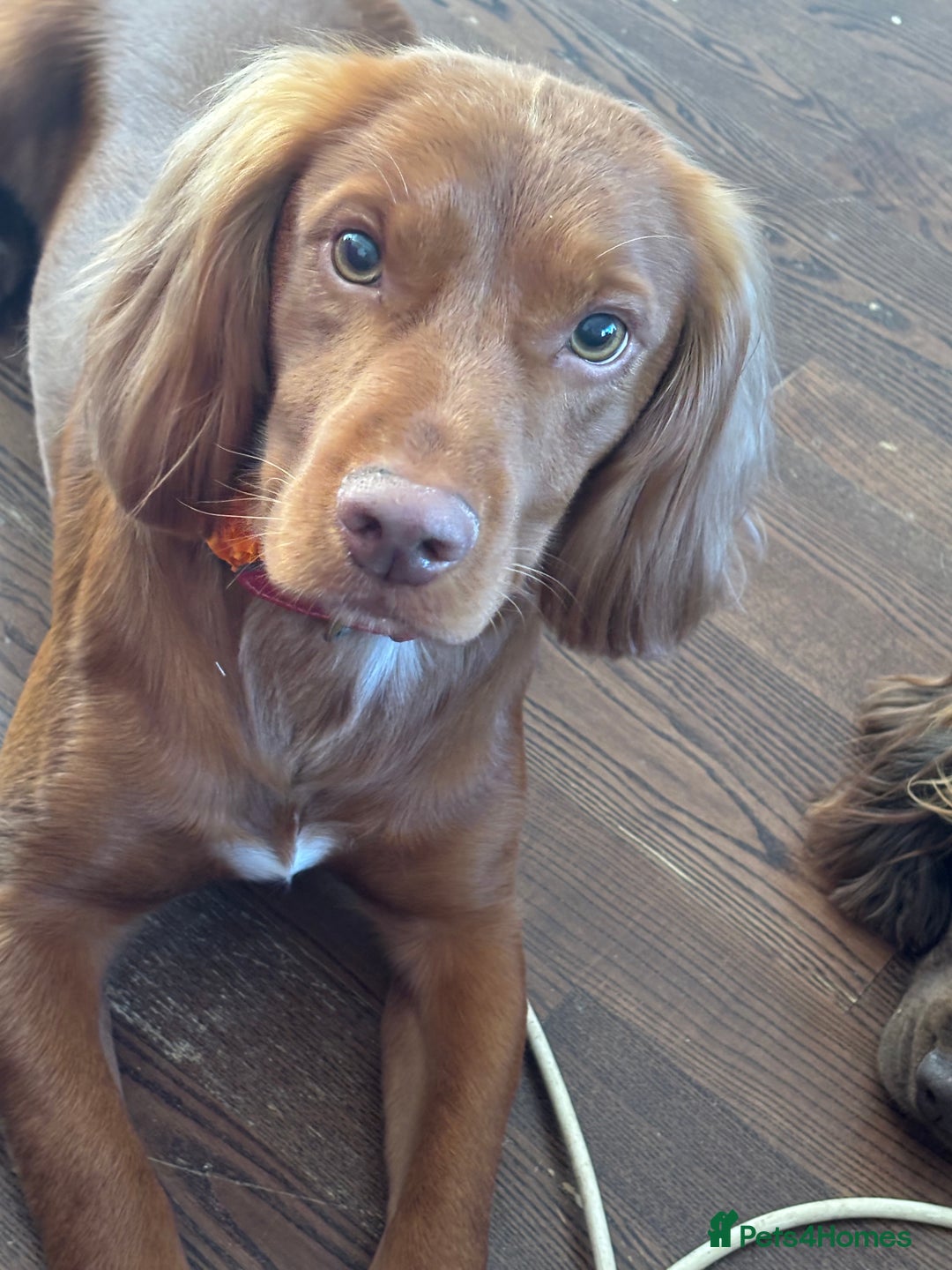 Cocker Spaniel dogs for stud: Master Charles White (KC name) - Image 2