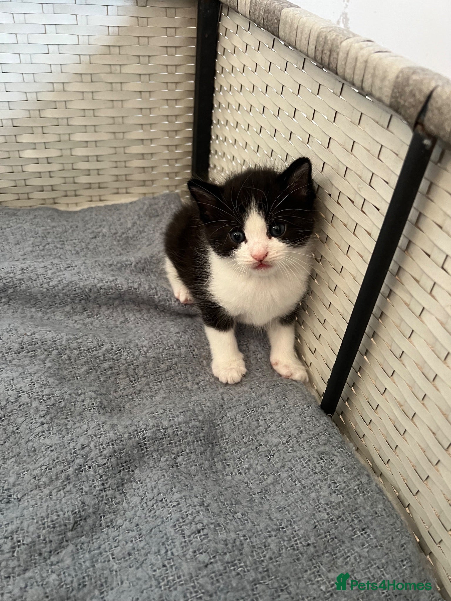 Mixed Breed cats Male Black and White Kitten to be reserved   - Advert 18