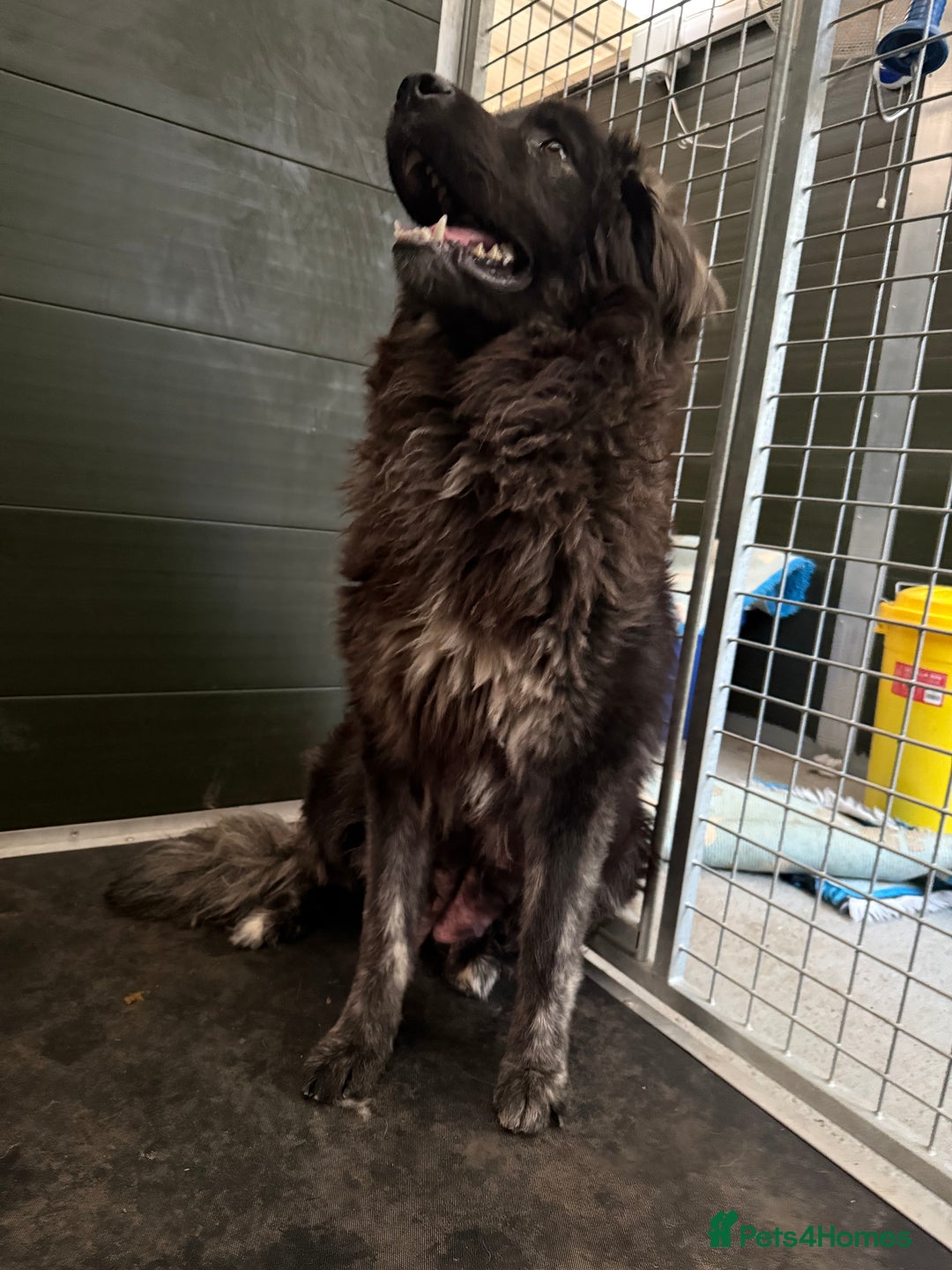 Mixed Breed dogs for sale: Ultimate Family Companion Dogs  - Image 7