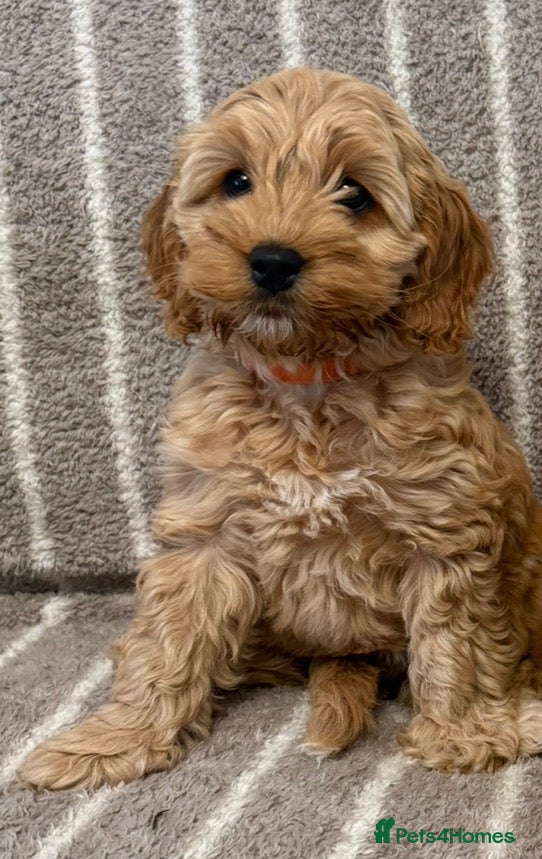 Cockapoo dogs Health Tested🌟last girls 🌟F1 Cockapoos🌟 - Advert 10