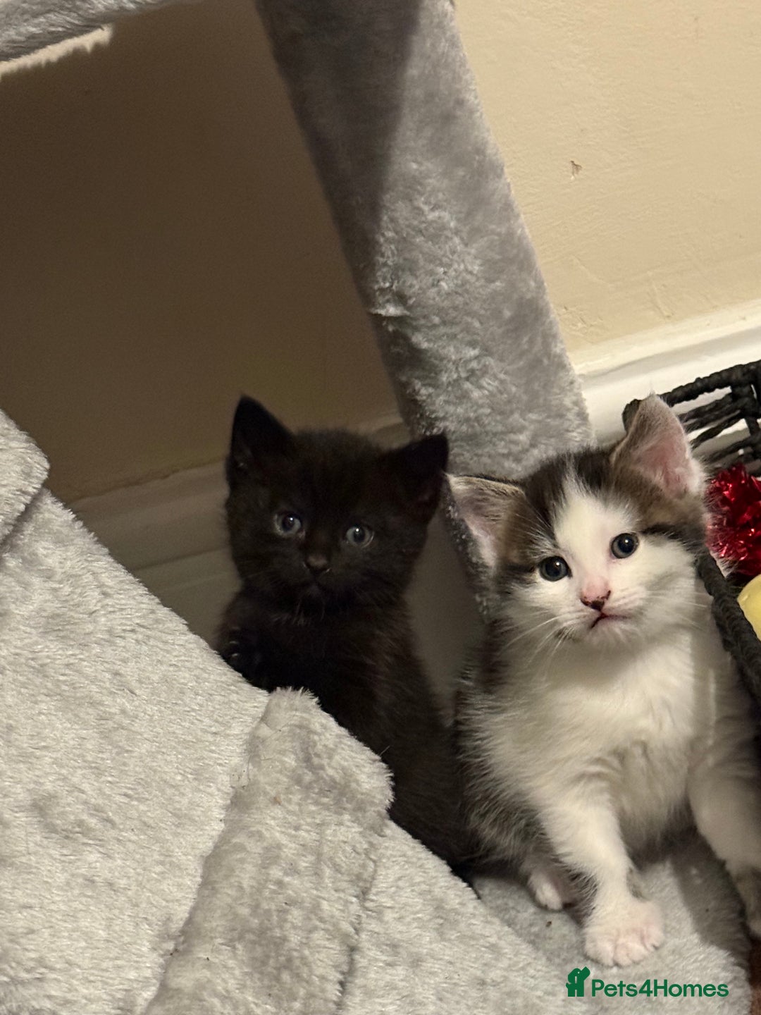 British Shorthair cats for sale: Three adorable kittens ready 10th jan 2026 - Advert 2