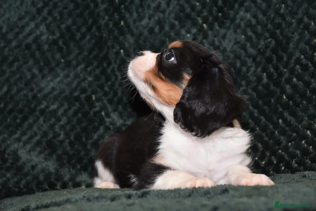 Cavalier King Charles Spaniel dogs for sale: Two Cavalier King Charles Spaniel Females - Advert 19