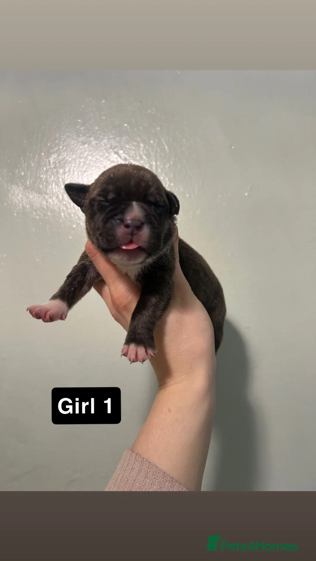 Staffordshire Bull Terrier dogs for sale: Staffordshire bull terrier puppies  - Advert 2