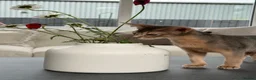 Abyssinian cats for sale:     Gorgeous kittens from champion parents 😽 - Advert 12