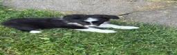 Border Collie dogs for sale: Beautiful Bouncy border collie puppies  - Advert 10