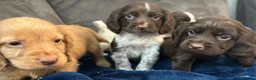 Cocker Spaniel dogs for sale: Cocker Spaniel Puppies  - Advert 7