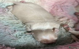 Chihuahua dogs for sale: Puppies chihuahuas 1 boy and 2 little princesses  - Image 2
