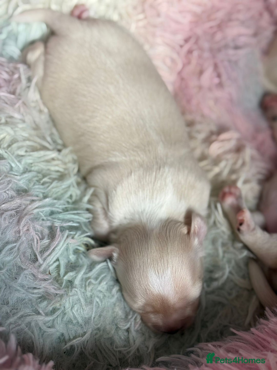 Chihuahua dogs for sale: Puppies chihuahuas 1 boy and 2 little princesses  - Image 2