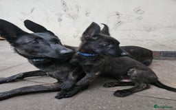 Belgian Shepherd Dog dogs for sale: Dutch Pure Bred Shepherd Puppies  - Image 11