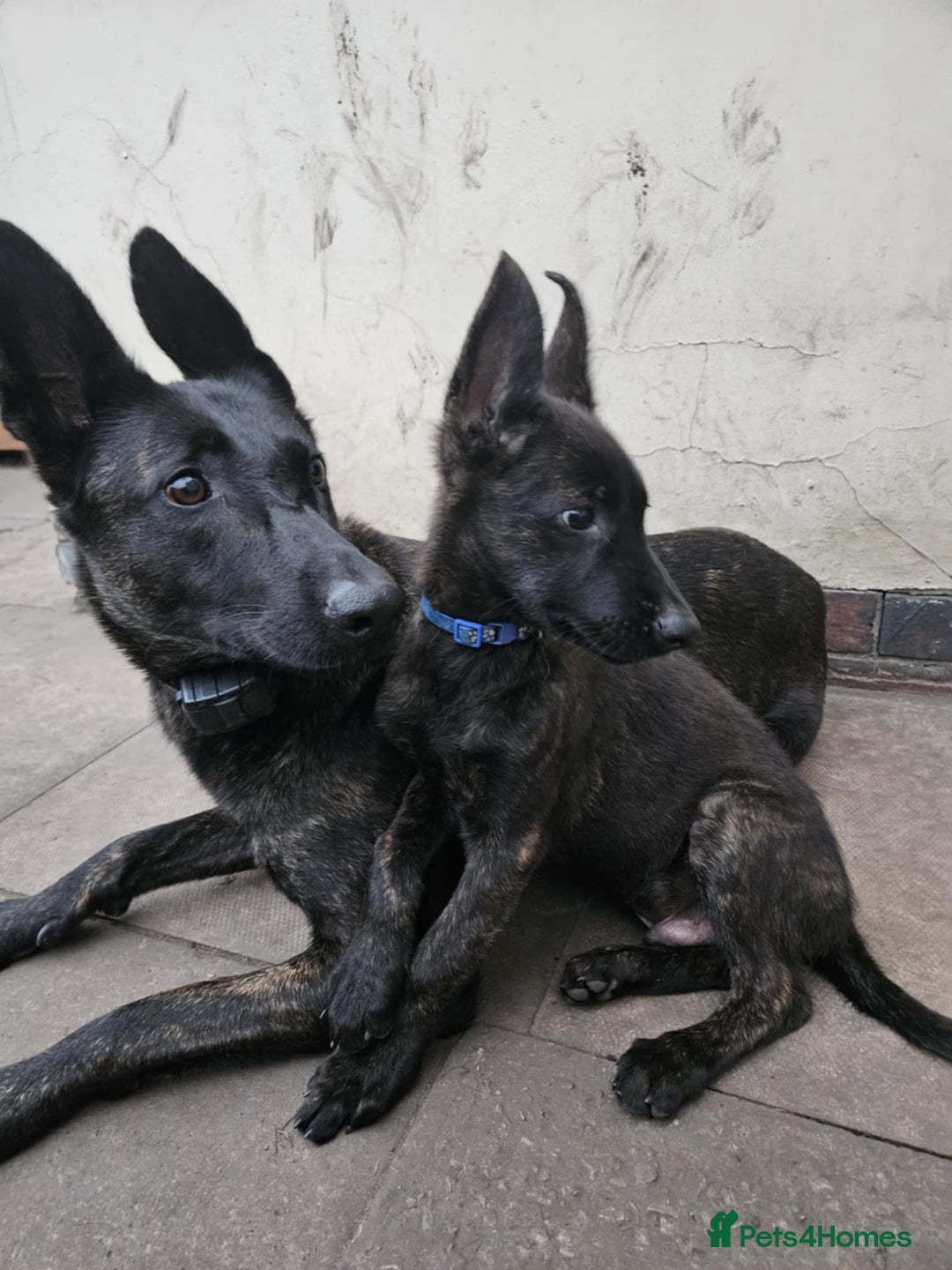 Belgian Shepherd Dog dogs for sale: Dutch Pure Bred Shepherd Puppies  - Image 11
