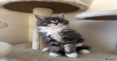 Maine Coon cats - Advert 8
