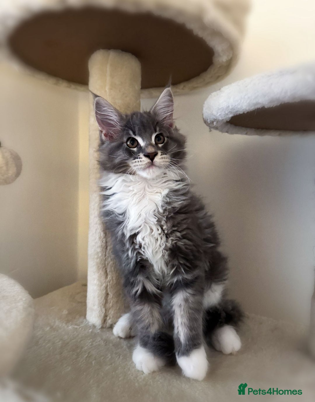 Maine Coon cats for sale: 🔔READY NOW🔔 KING-SIZE MAINE COON CUB - Image 2