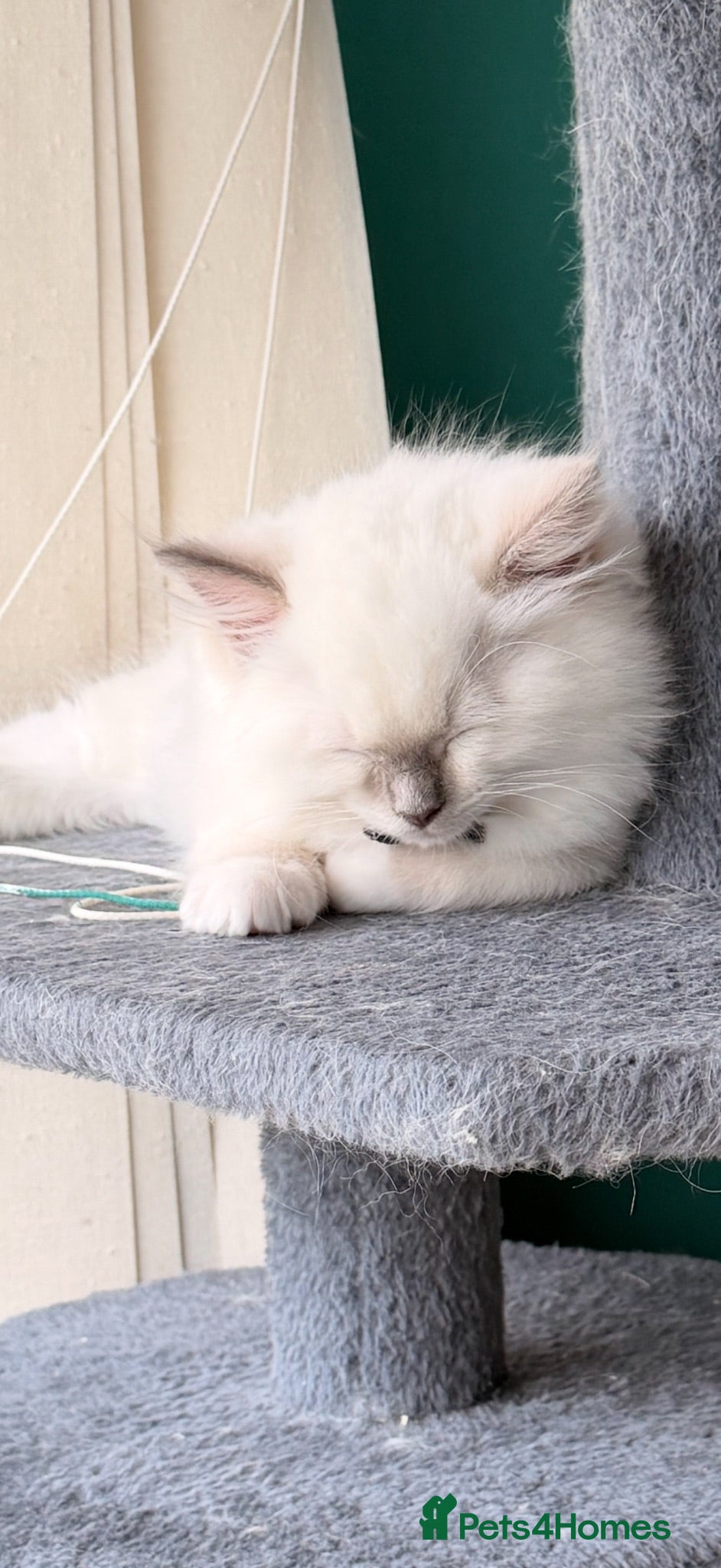 Ragdoll cats Ragdoll kittens 2 boys left ready now !!  - Advert 1