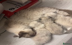 Ragdoll cats for sale: Last two Ragdoll Female kittens for sale  - Image 2