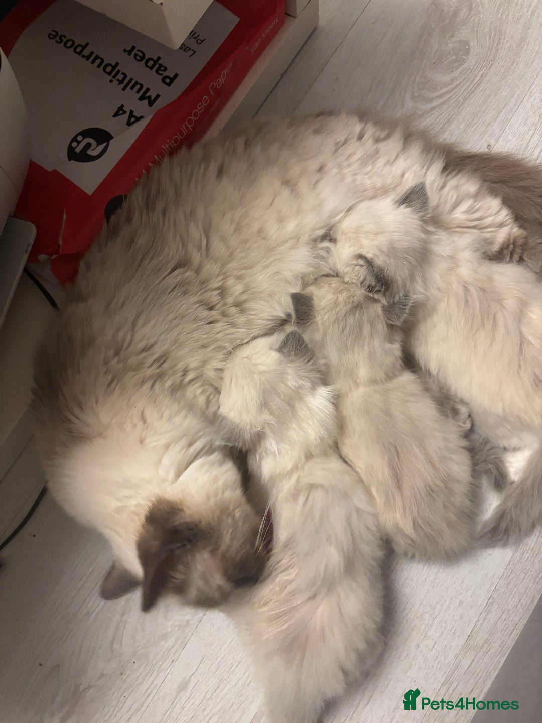 Ragdoll cats for sale: Last two Ragdoll Female kittens for sale  - Image 2