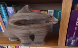 British Shorthair cats for sale: *Nearly Ready* GCCF Registered BSH Kittens  - Image 6