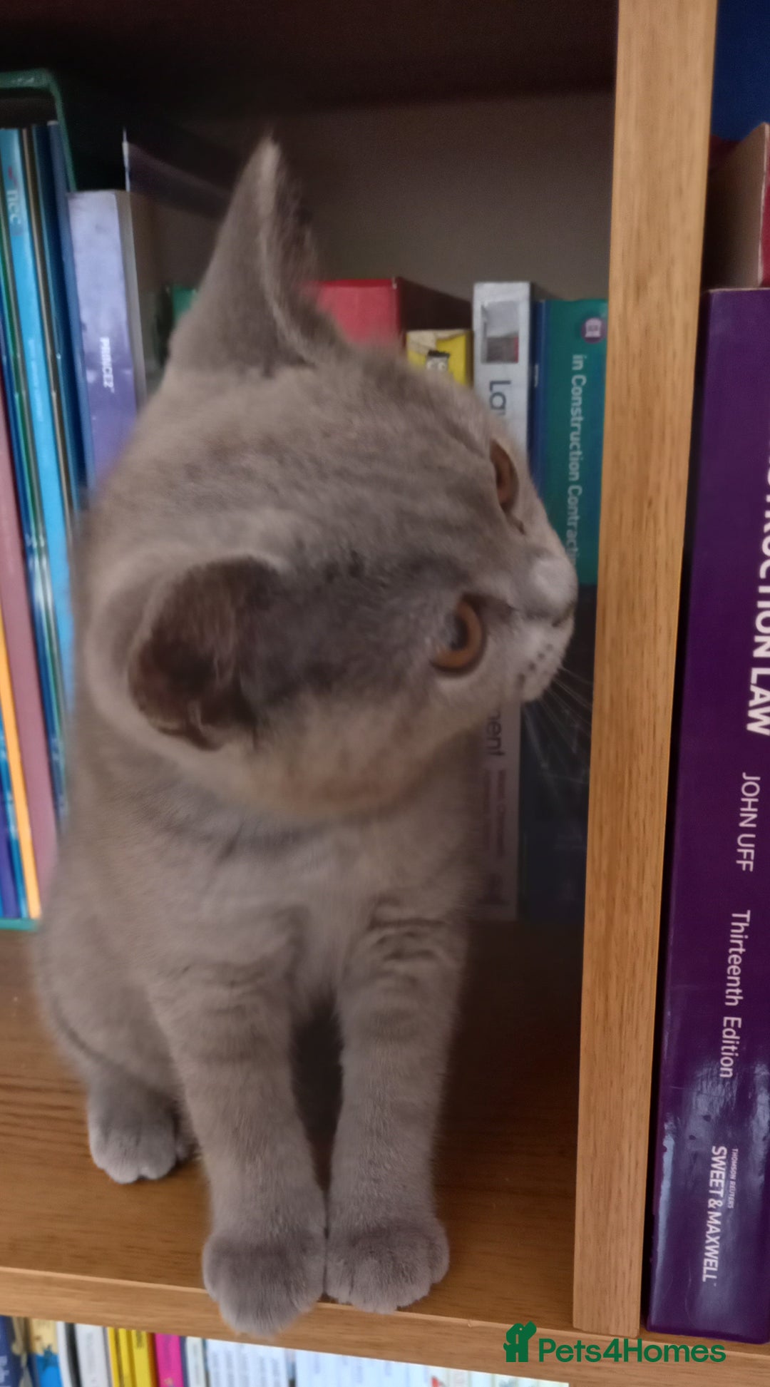 British Shorthair cats for sale: *Nearly Ready* GCCF Registered BSH Kittens  - Image 6