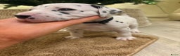 Dalmatian dogs for sale: 5 Generation KC Registered Dalmatians Boys - Advert 21