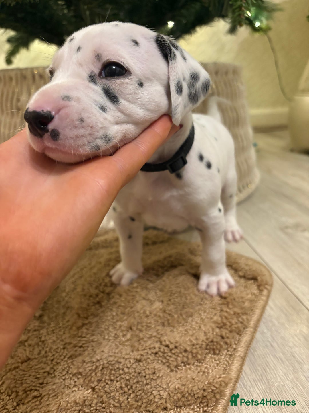 Dalmatian dogs for sale: 5 Generation KC Registered Dalmatians Boys - Advert 21