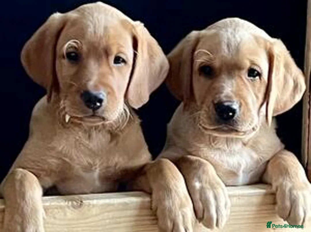 Labrador Retriever dogs for stud: KC Working Dark Fox Red Lab Stud - Advert 5