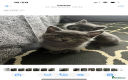 British Shorthair cats for sale: Healthy playful adorable kittens. - Image 15