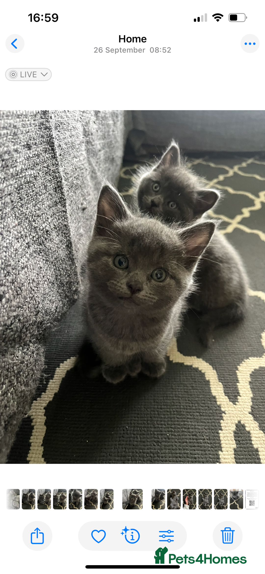 British Shorthair cats for sale: Healthy playful adorable kittens. - Image 15