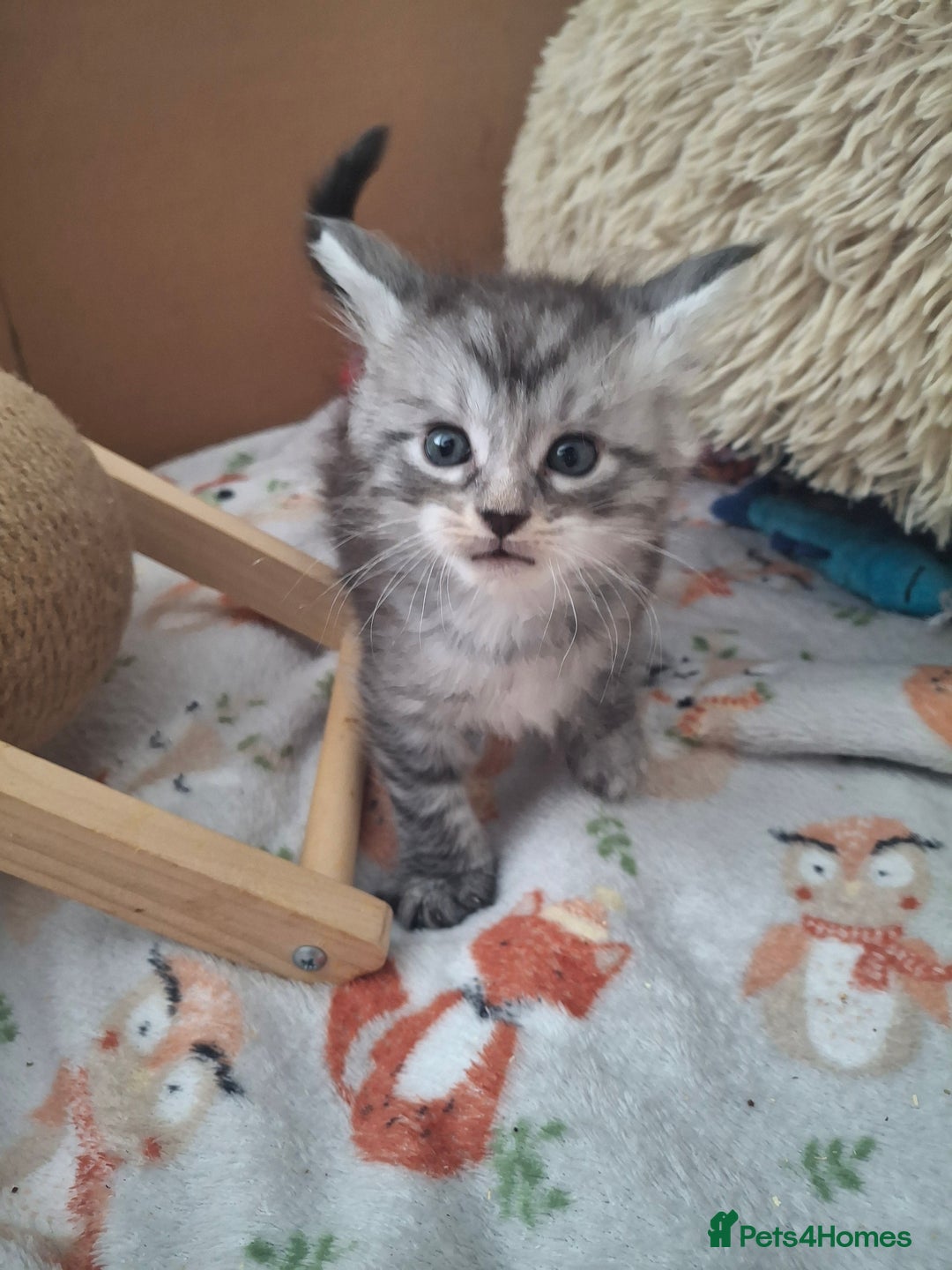 Maine Coon cats for sale: 💫Stunning Maine Coon Kittens 💫 - Image 8
