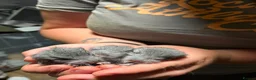 Chinchilla rodents for sale: 3 adorable chinchillas  - Advert 8