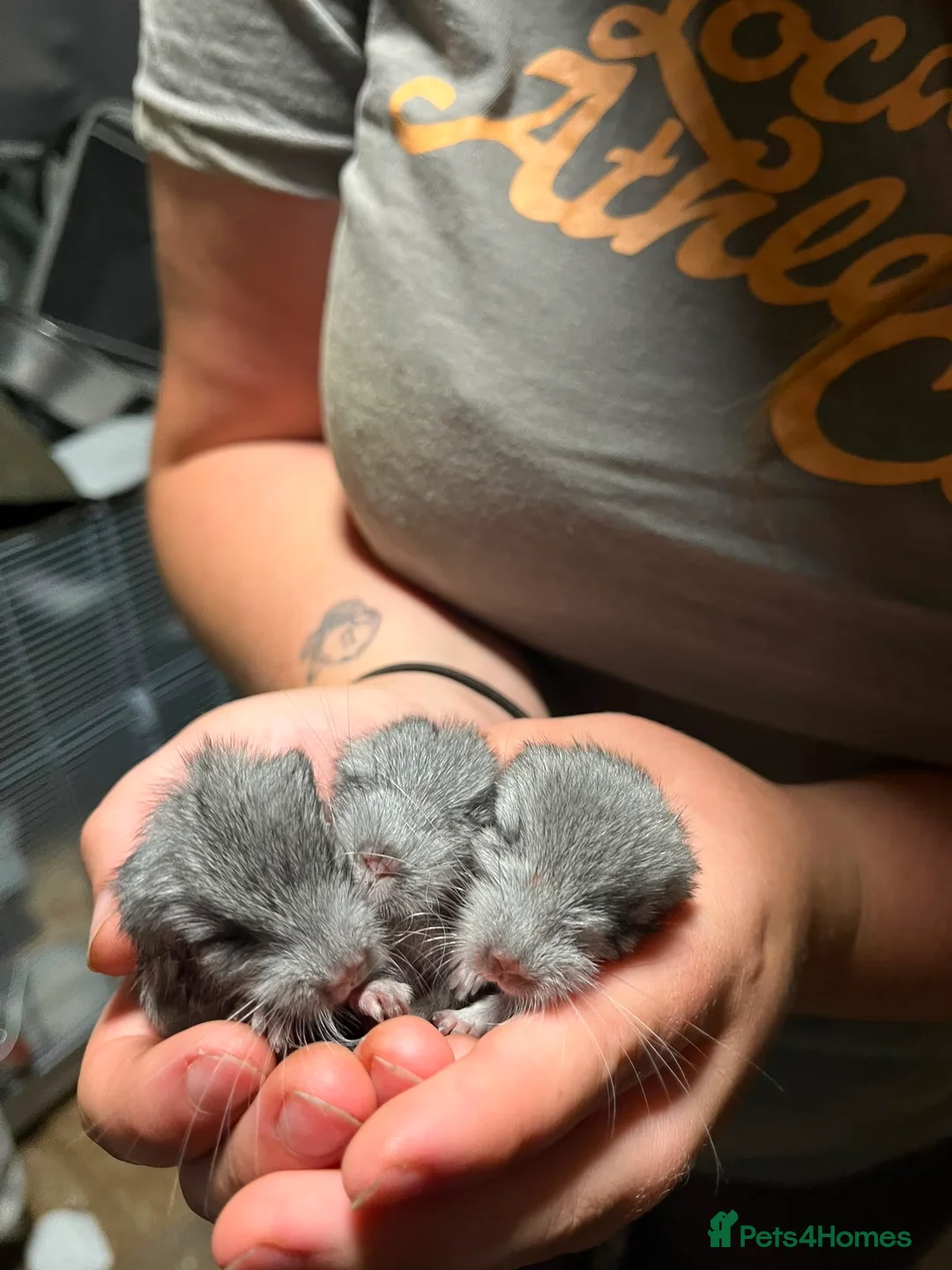 Chinchilla rodents for sale: 3 adorable chinchillas  - Advert 8