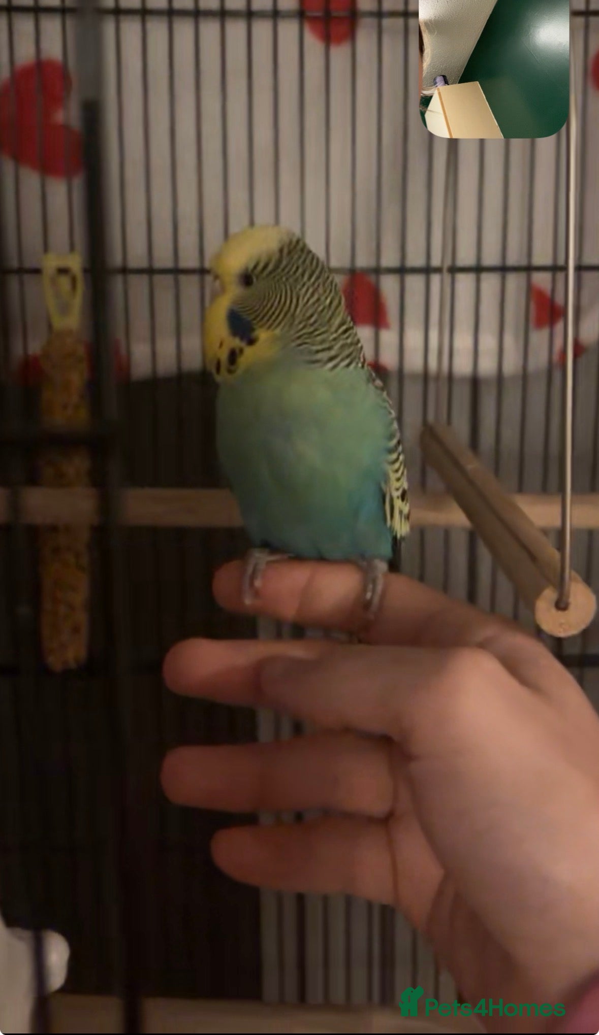 Budgerigars birds 4 beautiful budgies  - Advert 1
