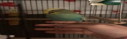 Budgerigars birds for sale: 4 beautiful budgies  in Romford - Advert 1