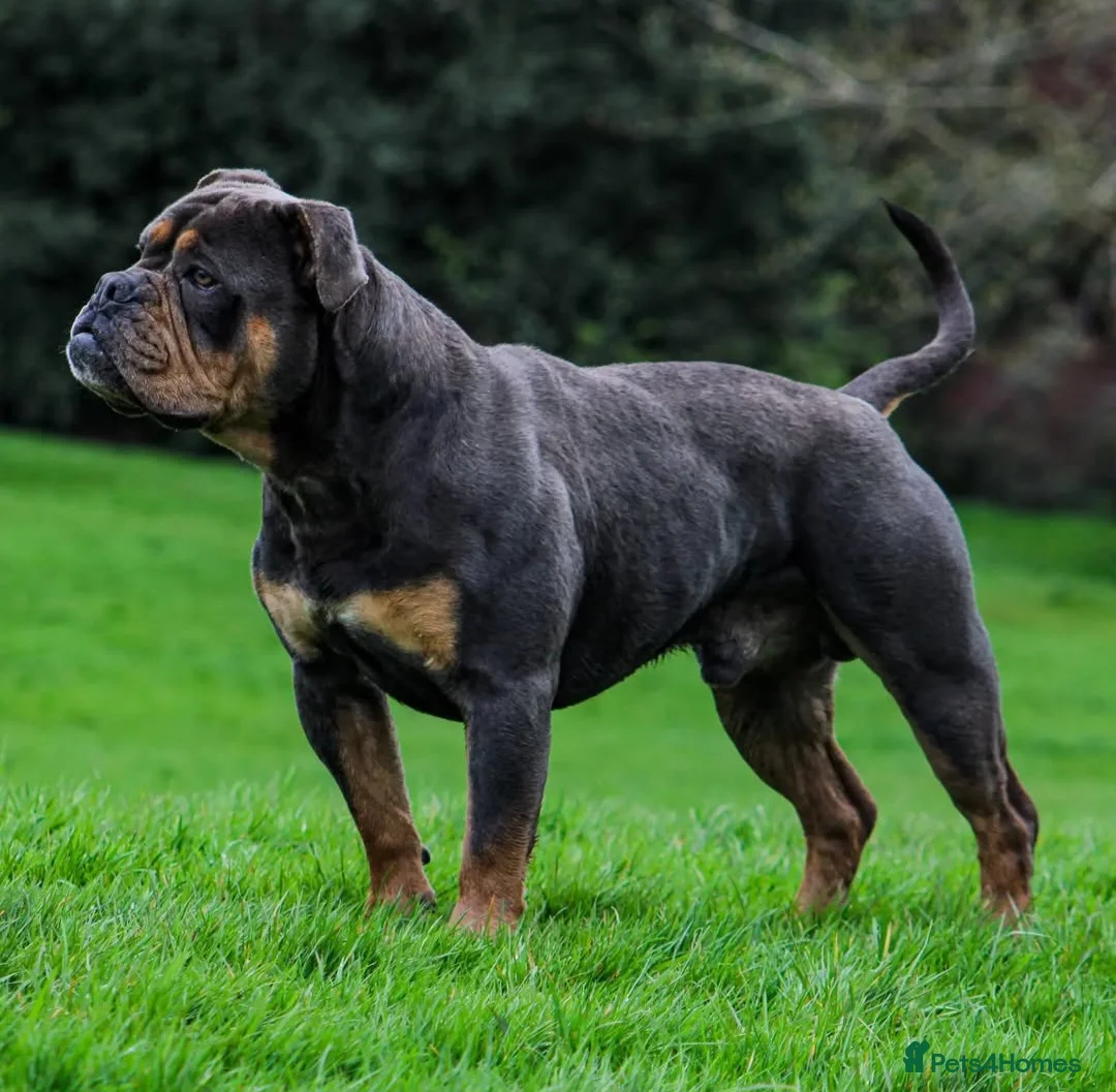 Olde English Bulldogge dogs for stud: 🏆SPIKE🏆 NEBBR Champion Olde English Bulldog in Nottingham - Advert 3