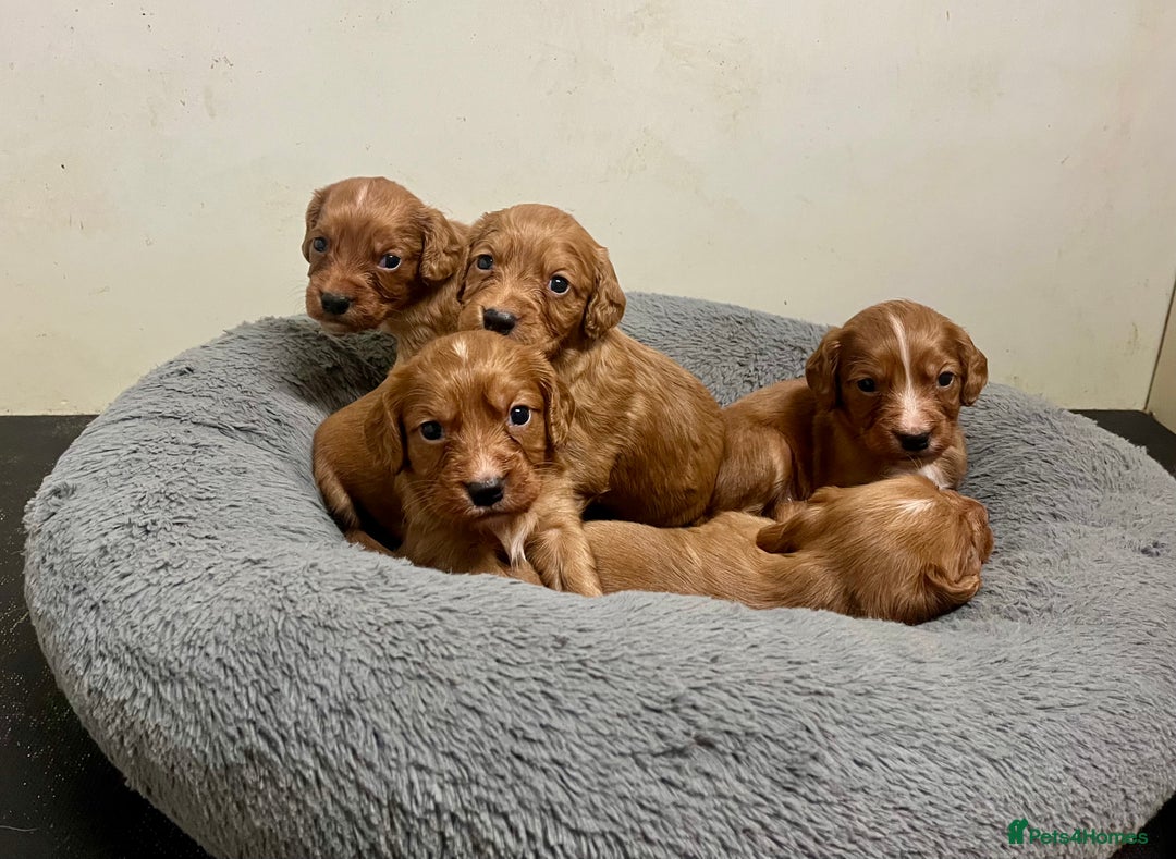 Cocker Spaniel dogs for sale: Beautiful Dark Red KC Registered Cocker Pups - Advert 13