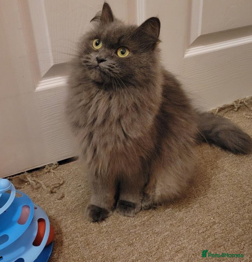 British Longhair cats British longhair  - Advert 1