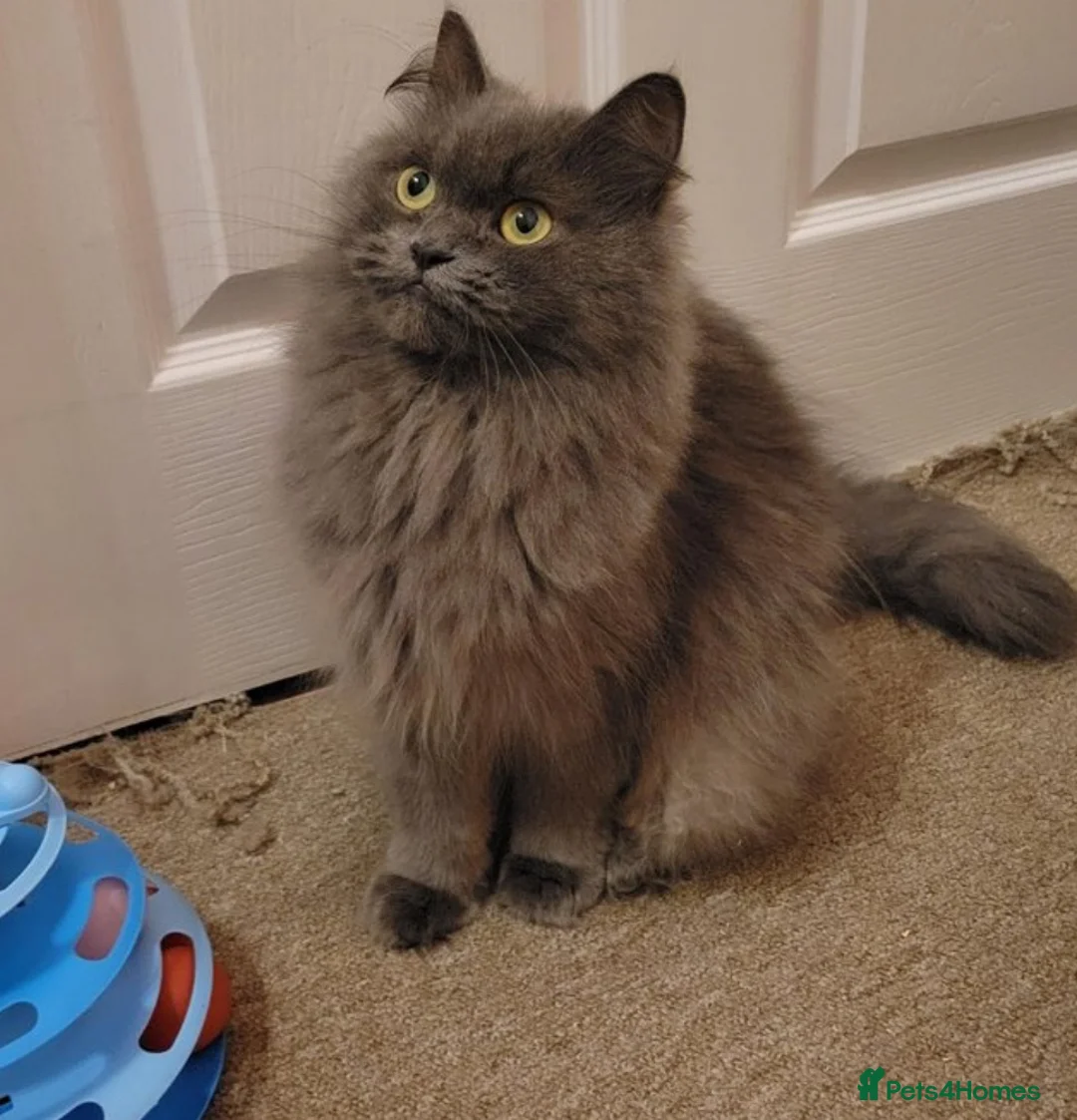 British Longhair cats for sale: British longhair  - Advert 1