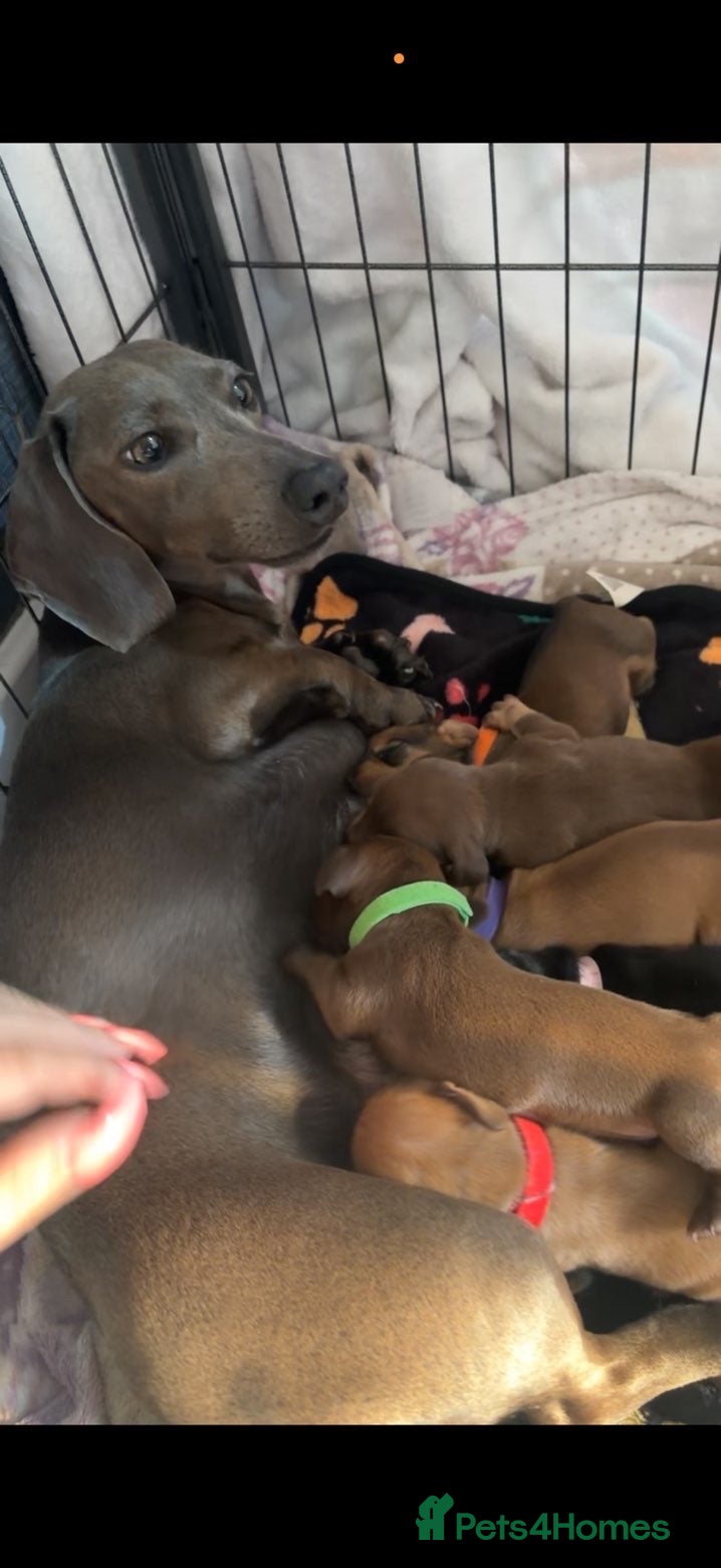 Miniature Dachshund dogs KC Registered Miniature Dachshund Puppies - Advert 1