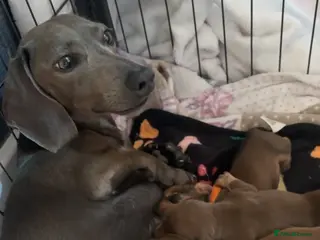 Miniature Dachshund dogs KC Registered Miniature Dachshund Puppies - Advert 1