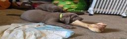 Mixed Breed dogs for sale: Weimaraner cross in Tonypandy - Advert 9