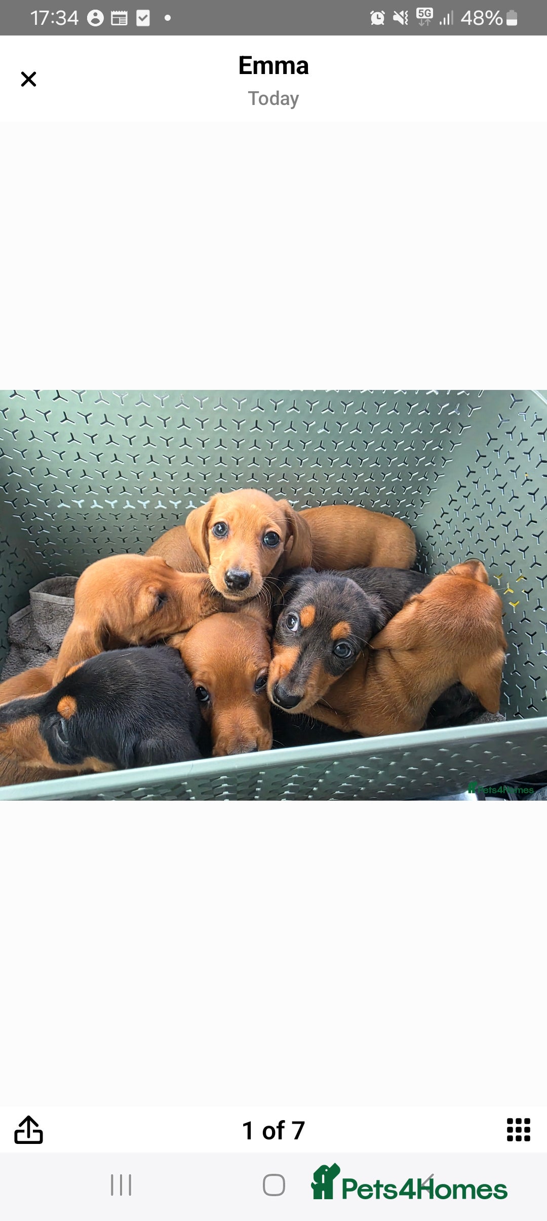 Miniature Dachshund dogs for stud: Stud KC cream long haired miniature dachshund  in Durham - Advert 12