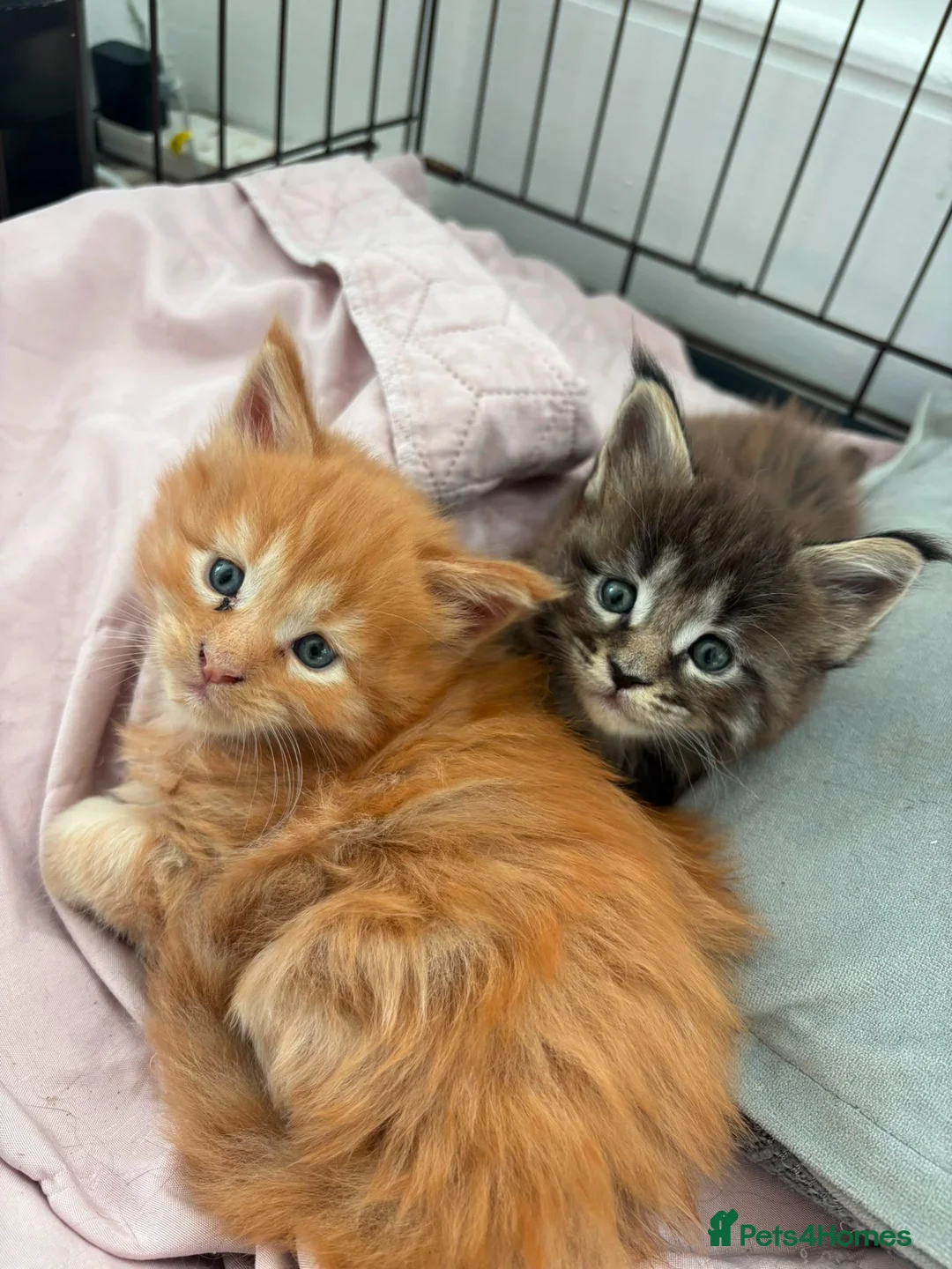 Maine Coon cats for sale: £800 2 boys remaining  - Advert 1